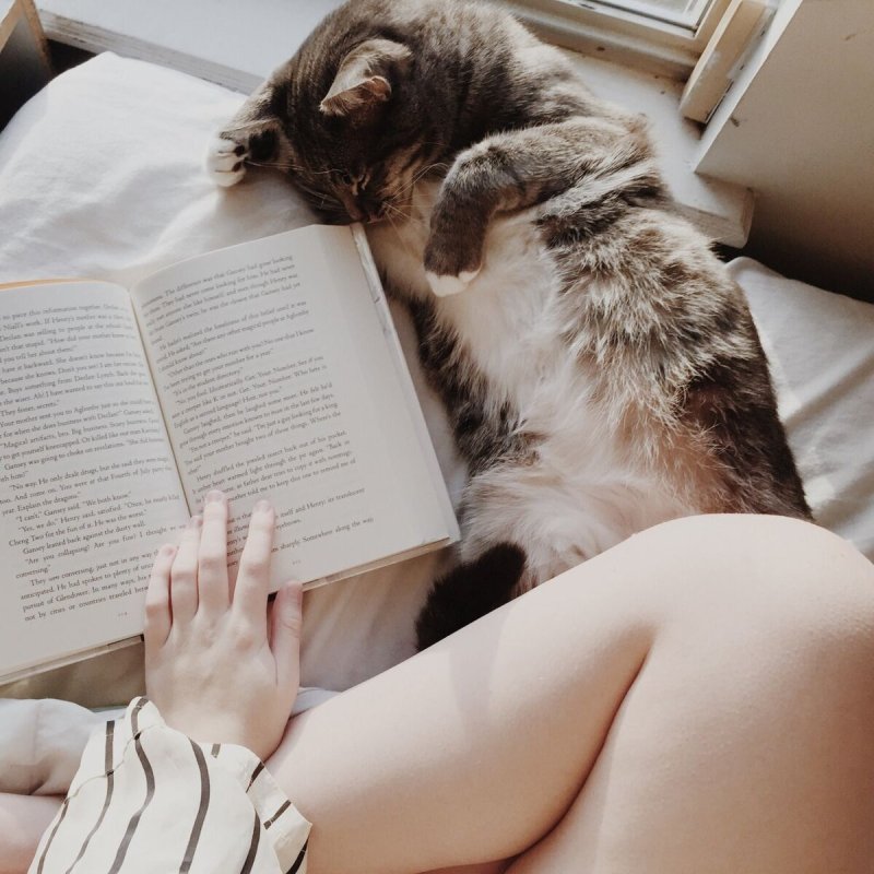 Кот и книга
