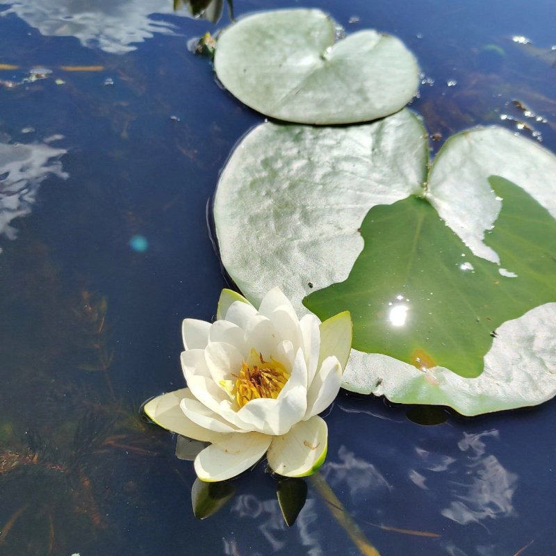 Белые кувшинки на воде