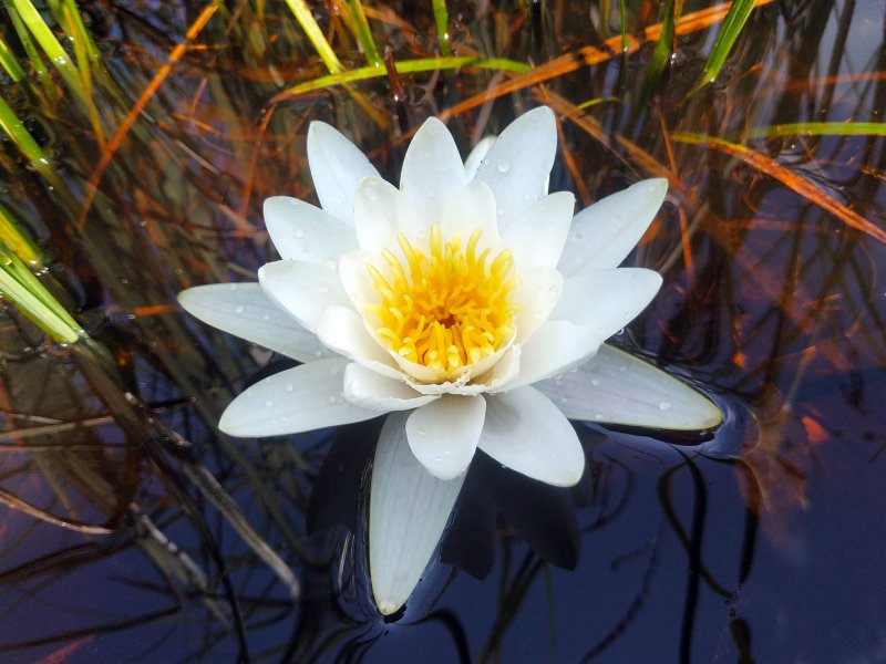 Nymphaea alba