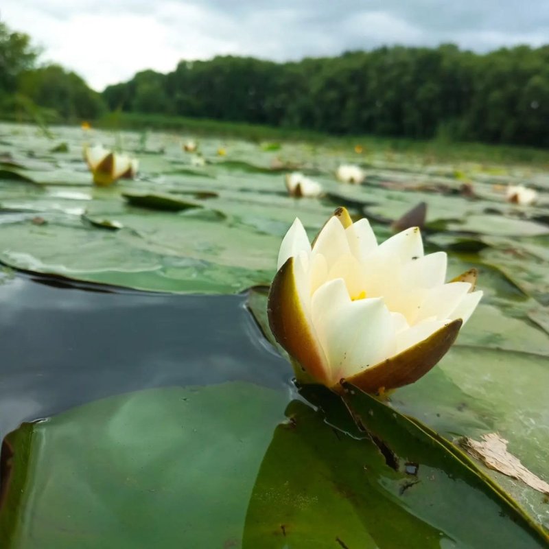 Кувшинка белая водяная лилия