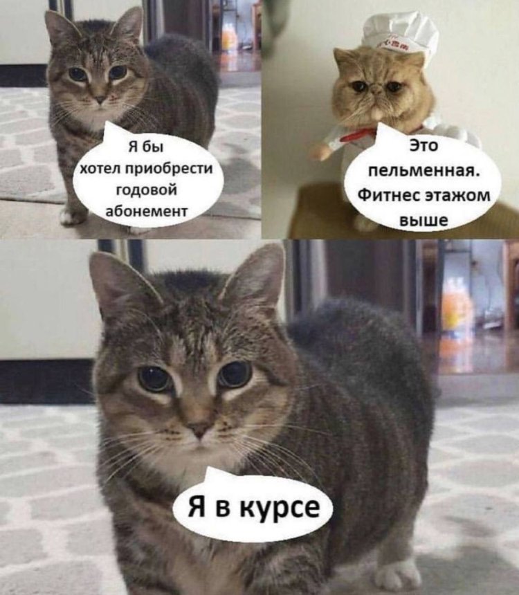 Коты мемы